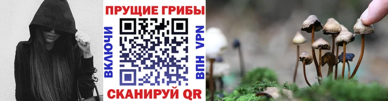 Псилоцибиновые грибы GOLDEN TEACHER  дарк нет телеграм  Горняк  где купить  